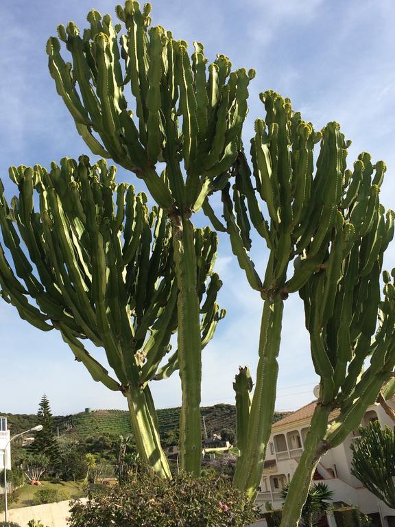 Residentie Montesol Lägenhet Torrox Exteriör bild